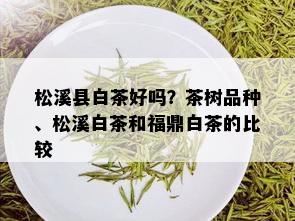 松溪县白茶好吗？茶树品种、松溪白茶和福鼎白茶的比较