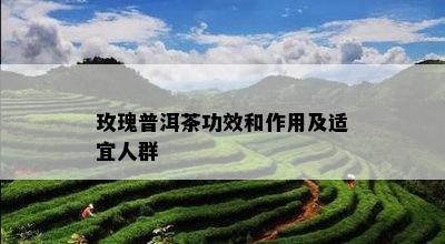 玫瑰普洱茶功效和作用及适宜人群