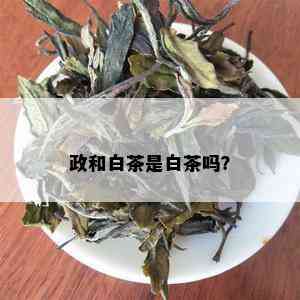 政和白茶是白茶吗？