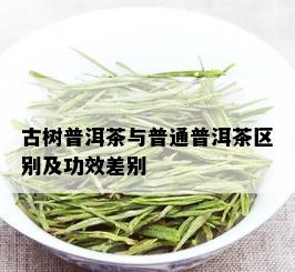 古树普洱茶与普通普洱茶区别及功效差别