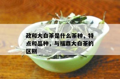 政和大白茶是什么茶种，特点和品种，与福鼎大白茶的区别