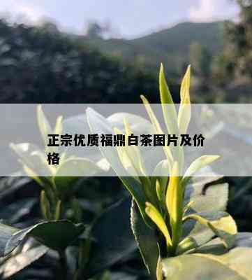 正宗优质福鼎白茶图片及价格