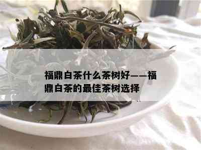 福鼎白茶什么茶树好——福鼎白茶的更佳茶树选择