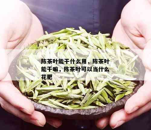 陈茶叶能干什么用，陈茶叶能干嘛，陈茶叶可以当什么花肥