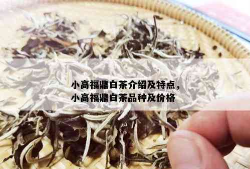 小高福鼎白茶介绍及特点，小高福鼎白茶品种及价格