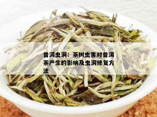 普洱虫洞：茶树虫害对普洱茶产生的影响及虫洞修复方法