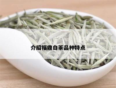 介绍福鼎白茶品种特点