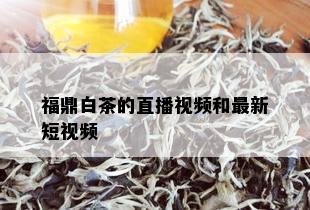 福鼎白茶的直播视频和最新短视频