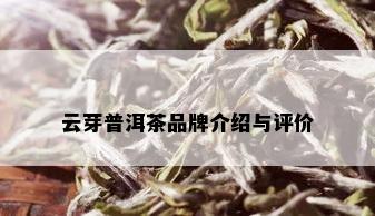 云芽普洱茶品牌介绍与评价