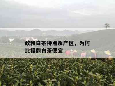 政和白茶特点及产区，为何比福鼎白茶便宜