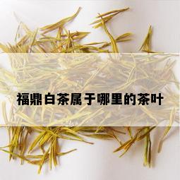 福鼎白茶属于哪里的茶叶