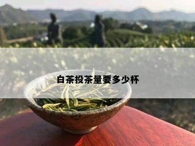 白茶投茶量要多少杯