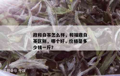 政和白茶怎么样，和福鼎白茶区别，哪个好，价格是多少钱一斤？