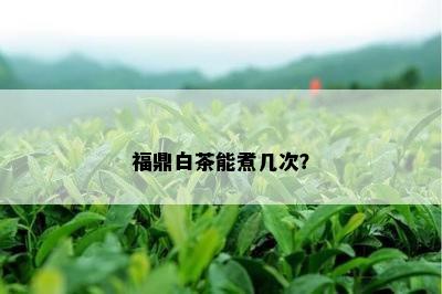 福鼎白茶能煮几次？