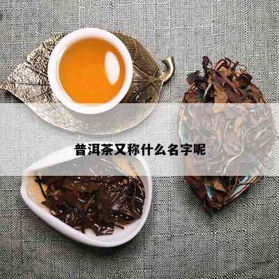 普洱茶又称什么名字呢