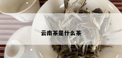 云南茶是什么茶