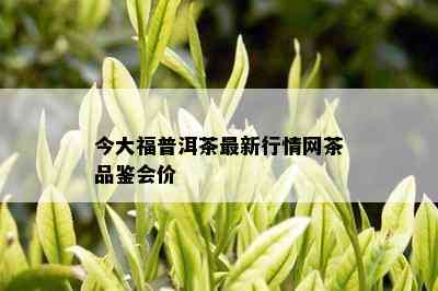 今大福普洱茶最新行情网茶品鉴会价