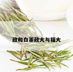 政和白茶政大与福大