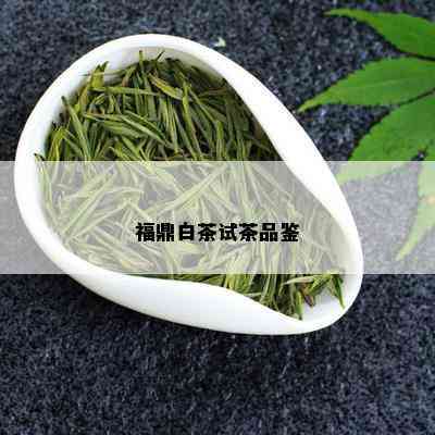 福鼎白茶试茶品鉴