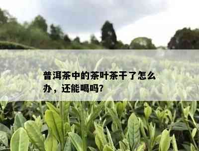 普洱茶中的茶叶茶干了怎么办，还能喝吗？