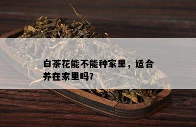 白茶花能不能种家里，适合养在家里吗？