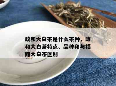 政和大白茶是什么茶种，政和大白茶特点、品种和与福鼎大白茶区别