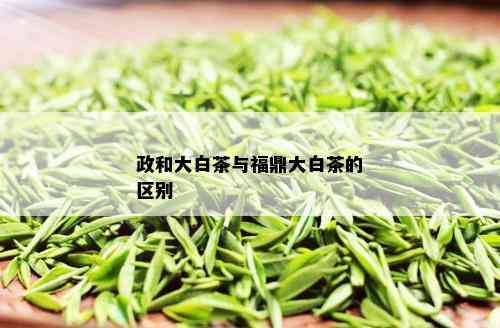 政和大白茶与福鼎大白茶的区别