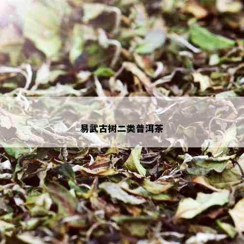 易武古树二类普洱茶