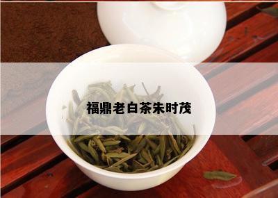 福鼎老白茶朱时茂