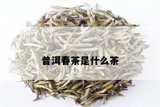 普洱春茶是什么茶