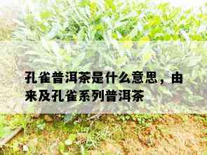 孔雀普洱茶是什么意思，由来及孔雀系列普洱茶