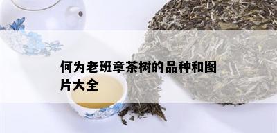 何为老班章茶树的品种和图片大全