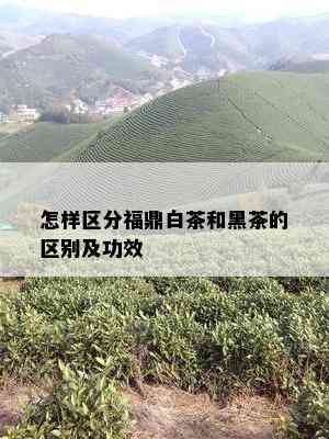 怎样区分福鼎白茶和黑茶的区别及功效