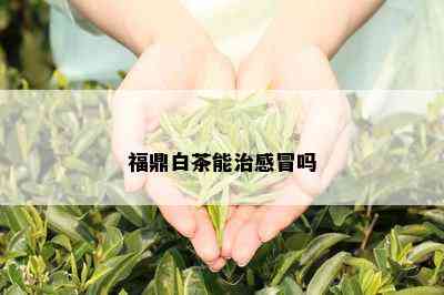 福鼎白茶能治感冒吗