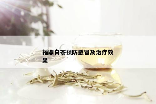 福鼎白茶预防感冒及治疗效果