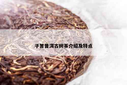 子箐普洱古树茶介绍及特点