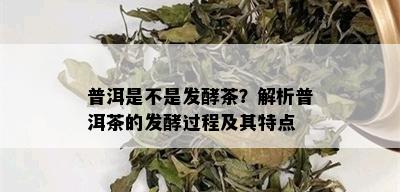 普洱是不是发酵茶？解析普洱茶的发酵过程及其特点