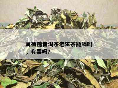 薄荷糖普洱茶老生茶能喝吗，有吗？