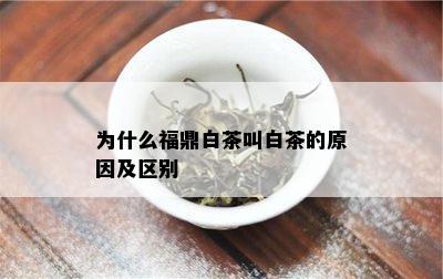 为什么福鼎白茶叫白茶的原因及区别