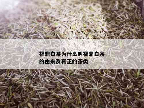 福鼎白茶为什么叫福鼎白茶的由来及真正的茶类