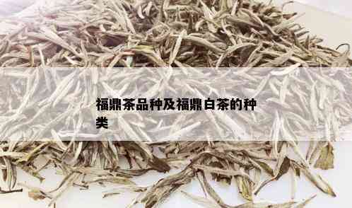 福鼎茶品种及福鼎白茶的种类