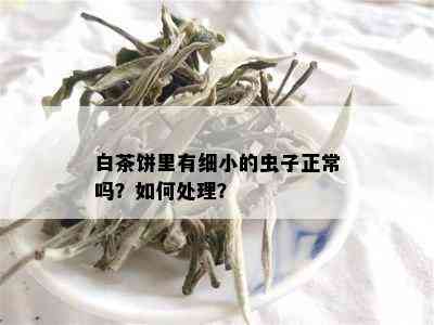 白茶饼里有细小的虫子正常吗？如何处理？