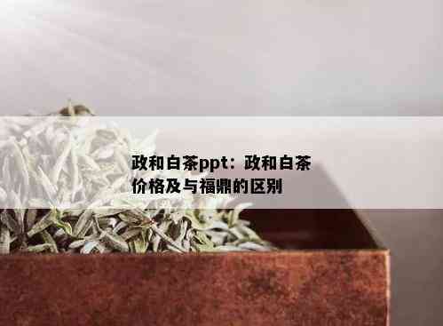 政和白茶ppt：政和白茶价格及与福鼎的区别