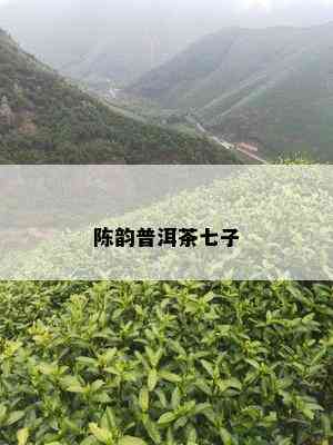 陈韵普洱茶七子