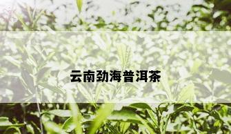 云南劲海普洱茶