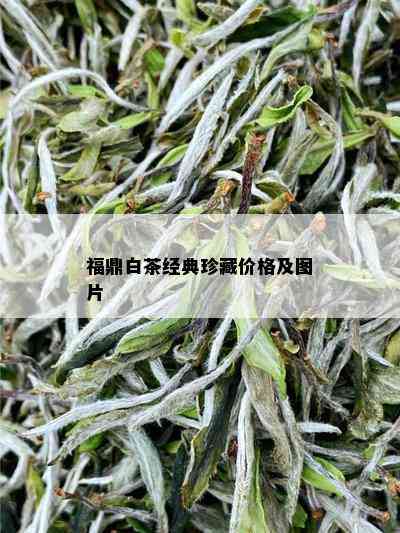 福鼎白茶经典珍藏价格及图片