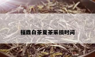 福鼎白茶夏茶采摘时间