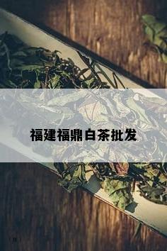 福建福鼎白茶批发