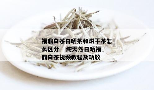 福鼎白茶日晒茶和烘干茶怎么区分 - 纯天然日晒福鼎白茶视频教程及功放