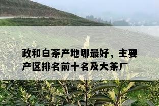 政和白茶产地哪更好，主要产区排名前十名及大茶厂